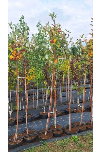 Горобина круглолиста - 12л/вис.180-220см/Ø20-30см